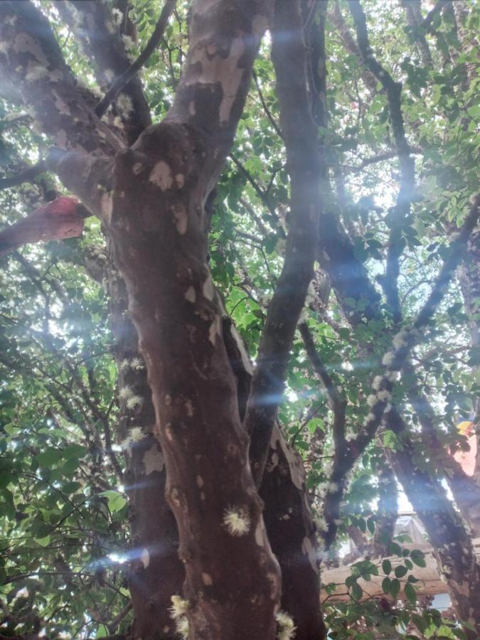 Hostel Jabuticaba 벨루오리존치 외부 사진
